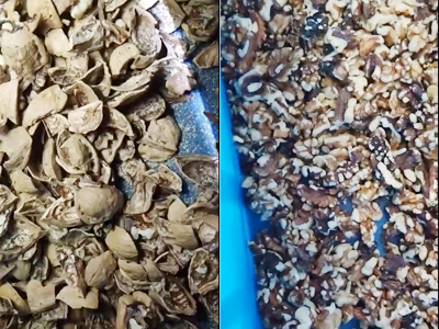 Mingde AI sorting machine separate walnut seed and shell